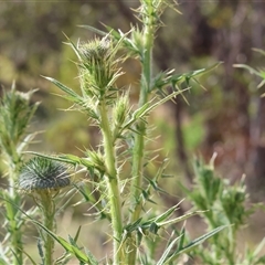 Cirsium vulgare at West Wodonga, VIC - 10 Nov 2024 08:19 AM