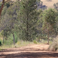 Cirsium vulgare at West Wodonga, VIC - 10 Nov 2024 08:19 AM