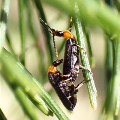 Heteromastix sp. (genus) (Soldier beetle) at Cook, ACT - 19 Oct 2024 by CathB