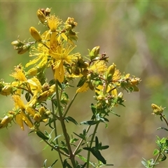 Hypericum perforatum at West Wodonga, VIC - 10 Nov 2024 by KylieWaldon