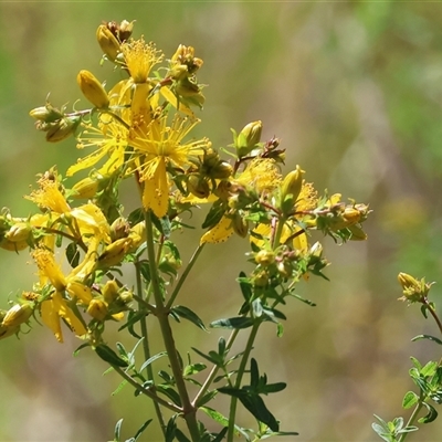 Hypericum perforatum at West Wodonga, VIC - 10 Nov 2024 by KylieWaldon