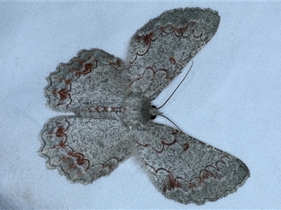 Pingasa cinerea (Tan-spotted Grey) at Rosedale, NSW - 9 Nov 2024 by jb2602