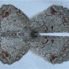 Pingasa cinerea at Rosedale, NSW - 9 Nov 2024 10:35 PM