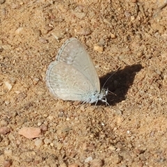 Zizina otis (Common Grass-Blue) at West Wodonga, VIC - 10 Nov 2024 by KylieWaldon