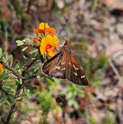 Toxidia doubledayi (Lilac Grass-skipper) at Bombay, NSW - 10 Nov 2024 by MatthewFrawley