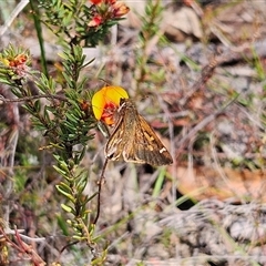 Toxidia doubledayi at Bombay, NSW - 10 Nov 2024