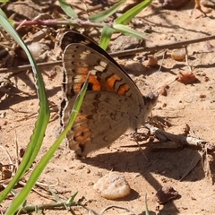 Junonia villida (Meadow Argus) at West Wodonga, VIC - 9 Nov 2024 by KylieWaldon