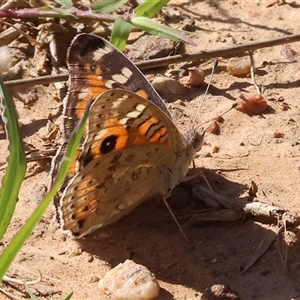 Junonia villida at West Wodonga, VIC - 10 Nov 2024