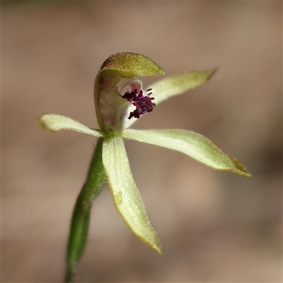 Caladenia transitoria (Green Caps) at Gundary, NSW - 20 Oct 2024 by RobG1