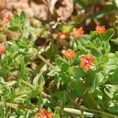 Lysimachia arvensis (Scarlet Pimpernel) at West Wodonga, VIC - 10 Nov 2024 by KylieWaldon