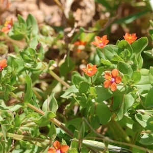 Lysimachia arvensis (Scarlet Pimpernel) at West Wodonga, VIC by KylieWaldon