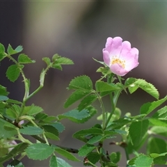 Rosa canina at West Wodonga, VIC - 9 Nov 2024 by KylieWaldon