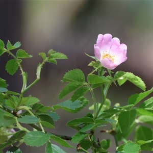 Rosa canina at West Wodonga, VIC by KylieWaldon