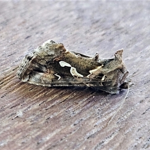 Chrysodeixis argentifera at Hawker, ACT - 10 Nov 2024