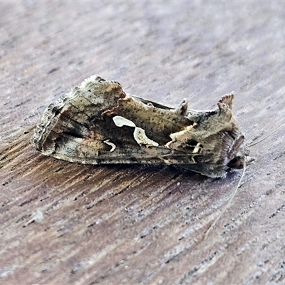 Chrysodeixis argentifera (Tobacco Looper) at Hawker, ACT - 9 Nov 2024 by sangio7