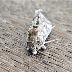 Chrysodeixis argentifera at Hawker, ACT - 10 Nov 2024