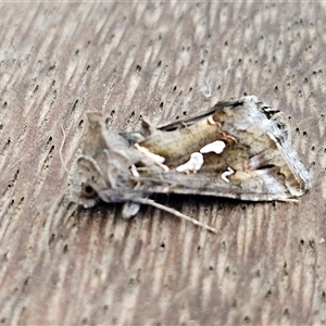 Chrysodeixis argentifera at Hawker, ACT - 10 Nov 2024