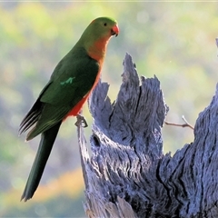 Alisterus scapularis (Australian King-Parrot) at West Wodonga, VIC - 9 Nov 2024 by KylieWaldon