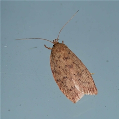 Garrha repandula (a Concealer Moth) at Harrison, ACT - 9 Nov 2024 by DPRees125