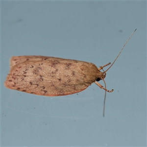 Garrha repandula at Harrison, ACT - suppressed