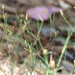 Tricoryne elatior (Yellow Rush Lily) at West Wodonga, VIC - 10 Nov 2024 by KylieWaldon