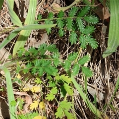 Acaena sp. at West Wodonga, VIC - 9 Nov 2024 by KylieWaldon