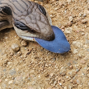 Tiliqua scincoides scincoides at Bombay, NSW - 10 Nov 2024