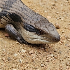 Tiliqua scincoides scincoides at Bombay, NSW - 10 Nov 2024