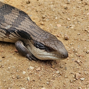 Tiliqua scincoides scincoides at Bombay, NSW - 10 Nov 2024