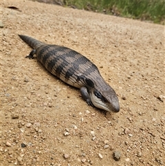 Tiliqua scincoides scincoides at Bombay, NSW - 10 Nov 2024