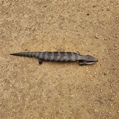 Tiliqua scincoides scincoides at Bombay, NSW - 10 Nov 2024