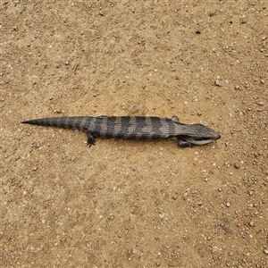 Tiliqua scincoides scincoides at Bombay, NSW - 10 Nov 2024