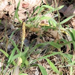 Plantago varia at West Wodonga, VIC - 9 Nov 2024 by KylieWaldon