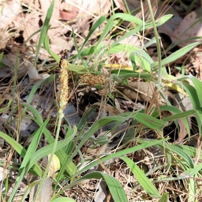 Plantago varia at West Wodonga, VIC - 9 Nov 2024 by KylieWaldon