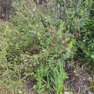 Bauera rubioides at Queenstown, TAS - 10 Nov 2024