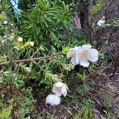 Bauera rubioides at Queenstown, TAS - 10 Nov 2024