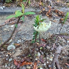 Pimelea linifolia (Slender Rice Flower) at Strahan, TAS - 10 Nov 2024 by LyndalT