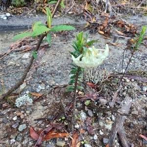 Pimelea linifolia at Strahan, TAS - 10 Nov 2024 07:27 AM