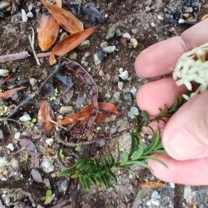 Pimelea linifolia at Strahan, TAS - 10 Nov 2024 07:27 AM