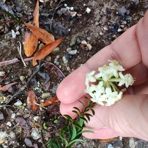 Pimelea linifolia at Strahan, TAS - 10 Nov 2024 07:27 AM