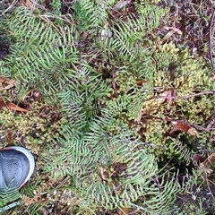 Gleichenia microphylla (Scrambling Coral Fern) at Strahan, TAS - 9 Nov 2024 by LyndalT