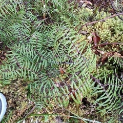 Gleichenia microphylla at Strahan, TAS - suppressed