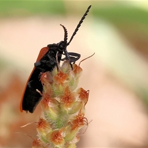 Porrostoma rhipidium (Long-nosed Lycid (Net-winged) beetle) at West Wodonga, VIC by KylieWaldon