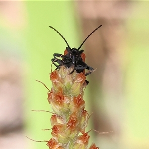 Porrostoma rhipidium at West Wodonga, VIC - 10 Nov 2024