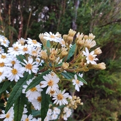 Olearia stellulata (Starry Daisy Bush) at Strahan, TAS - 9 Nov 2024 by LyndalT