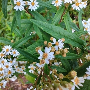 Olearia stellulata at Strahan, TAS - 10 Nov 2024 07:26 AM