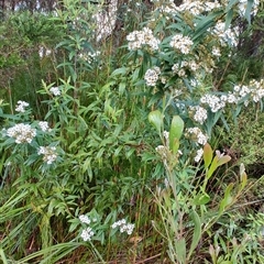 Olearia stellulata at Strahan, TAS - 10 Nov 2024 07:26 AM