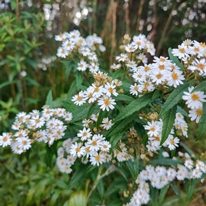 Olearia stellulata at Strahan, TAS - 10 Nov 2024 07:26 AM