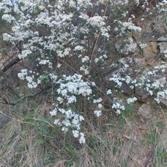 Olearia phlogopappa (Dusty Daisy-bush) at Runnymede, TAS - 10 Nov 2024 by LyndalT