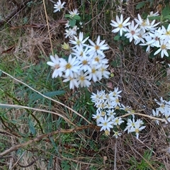 Olearia phlogopappa at Runnymede, TAS - 10 Nov 2024